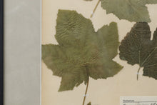 Load image into Gallery viewer, Vintage framed flower pressing book pages  