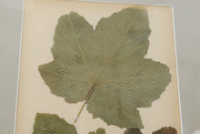 Load image into Gallery viewer, Vintage framed flower pressing book pages  