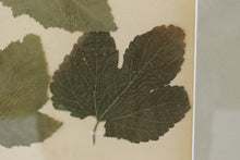 Load image into Gallery viewer, Vintage framed flower pressing book pages  