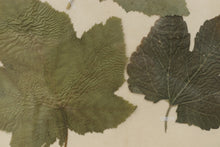 Load image into Gallery viewer, Vintage framed flower pressing book pages  