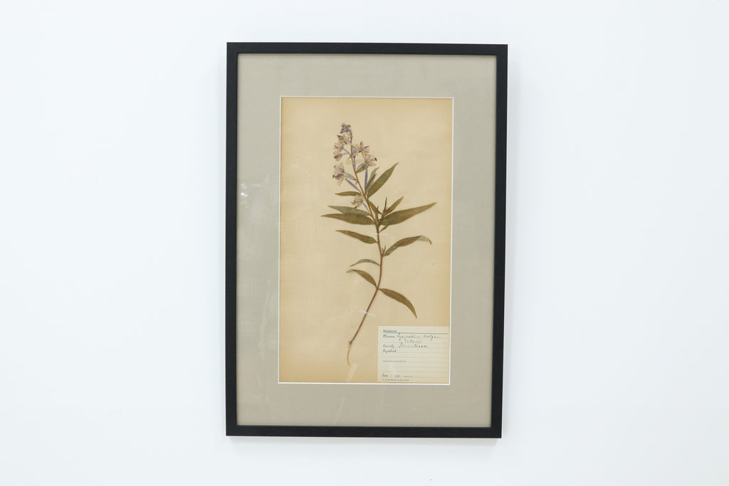Vintage framed flower pressing book pages  