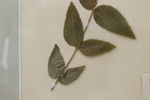 Load image into Gallery viewer, Vintage framed flower pressing book pages  