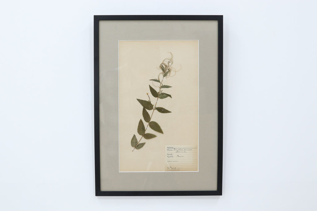 Vintage framed flower pressing book pages  